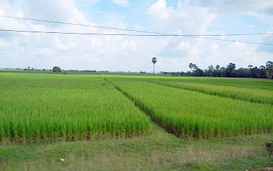 Rice fields in central Cambodia